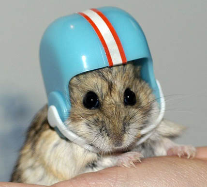 Название: hamster.jpg
Просмотров: 275

Размер: 35.3 Кб