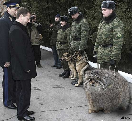 Нажмите на изображение для увеличения
Название: 38551326_1232655606_medvedev_i_manul.jpg
Просмотров: 72
Размер:	49.3 Кб
ID:	7528